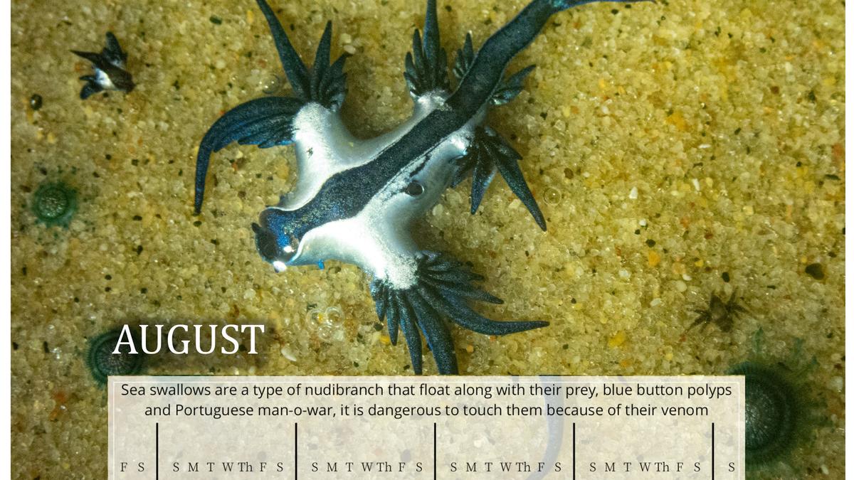 This 2025 calendar supports marine conservation efforts in